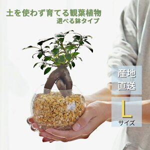 観葉植物 【パキラ ガジュマル サンスベリア フィロデンドロン 植物が選べる】ハイドロカルチャー ミニ観葉 Lサイズ シンプルボールL&スクエア ゼオライト植え 植物セット