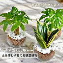 観葉植物 【パキラ ガジュマル マドカズラ ほか、植物が選べる】 シンプルボール ストーン レカトン 植え ハイドロボール 観葉植物 ミニ観葉 ハイドロカルチャ...