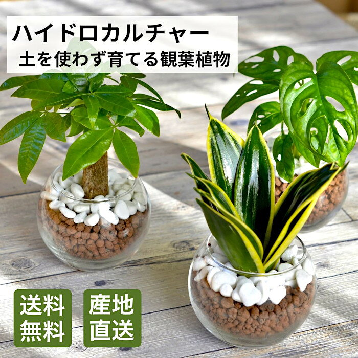 【産地直送】 観葉植物 ハイドロカルチャー 植物が選べる パキラ ガジュマル サンスベリア ほか シンプルボール ストーン レカトン 植え ハイドロボール 水耕栽培 ミニ観葉