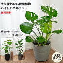 観葉植物 大型 【モンステラ ウンベラータ サンスベリア アルテシマ ほか 】ハイドロカルチャー ストーンライトポット 鉢 カバー セット 大きい ポット 水位計つき