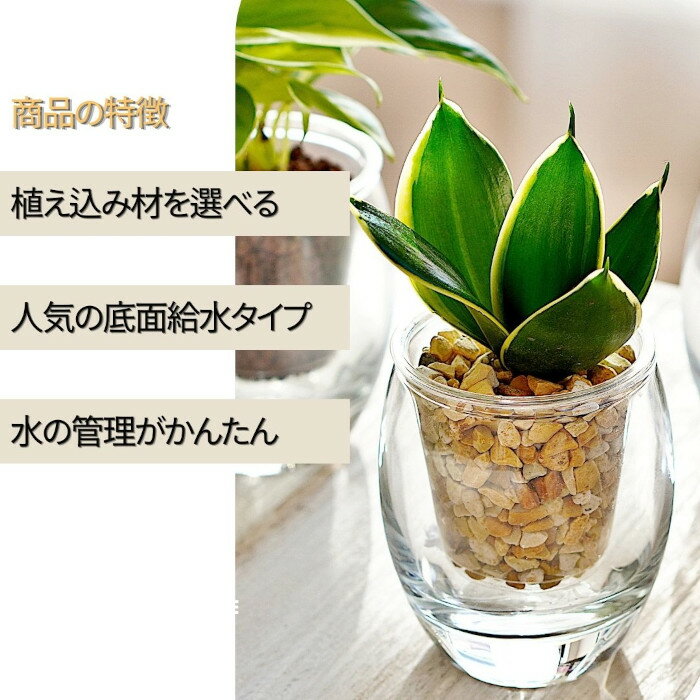 ���տ�ʪ �ڥѥ��� ������ޥ� ���󥹥٥ꥢ �磻�䡼�ץ��� �����ޥƥ����� ��ʪ�����٤�� ���ȥ�� �ե��� �����饤�� ���顼����� �쥫�ȥ� ���� �ߥ˴��� �ϥ��ɥ�������㡼 ���̵�� ���饹