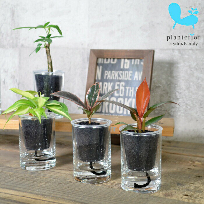 観葉植物 【 パキラ サンスベリア フィロデンドロン ほか いろいろ選べる】 ストリング ブラックジンジャー (カラーサンド) 植物セット ハイドロカルチャー