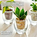 観葉植物 【パキラ ガジュマル サンスベリア ワイヤープランツ アロマティカス 植物が選べる】 ストリング フィズ ゼオライト カラーサンド レカトン 植え ミ...