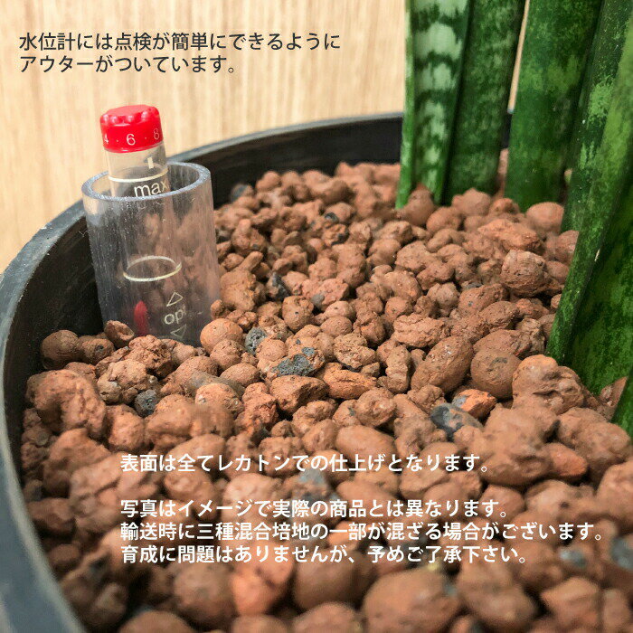 ドラセナ ワーネッキー レモンライム 送料込み 水やり簡単 ハイドロカルチャー 水位計つき ソーホーラウンド2 樹脂鉢セット タノシミドリ ドラセナ ワーネッキー レモンライム 送料込み 水やり簡単 ハイドロカルチャー 水位計つき ソーホーラウンド2 樹脂鉢セット タノシミドリ