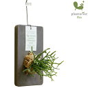 壁掛け 植物 リプサリス ケレウスクラ ストーンウッドプレート
