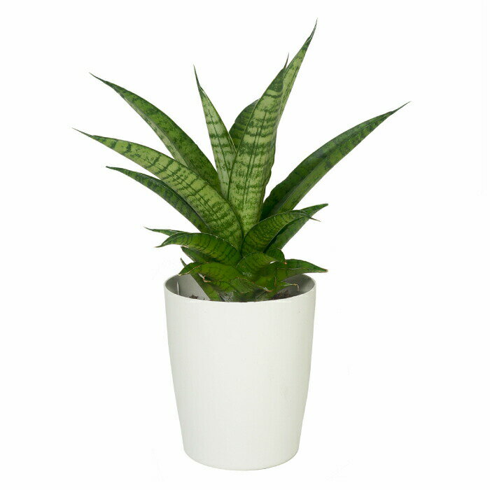 サンスベリア パゴダ 3.5寸 観葉植物 土植えのサムネイル