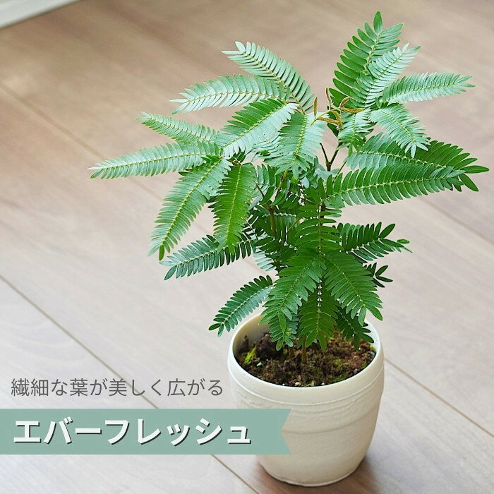 Rakuten - エバーフレッシュ 土植え 3.5号 鉢カバー 付き 観葉植物 苗 ネムノキ インテリアグリーン 小さい 小型 おしゃれ