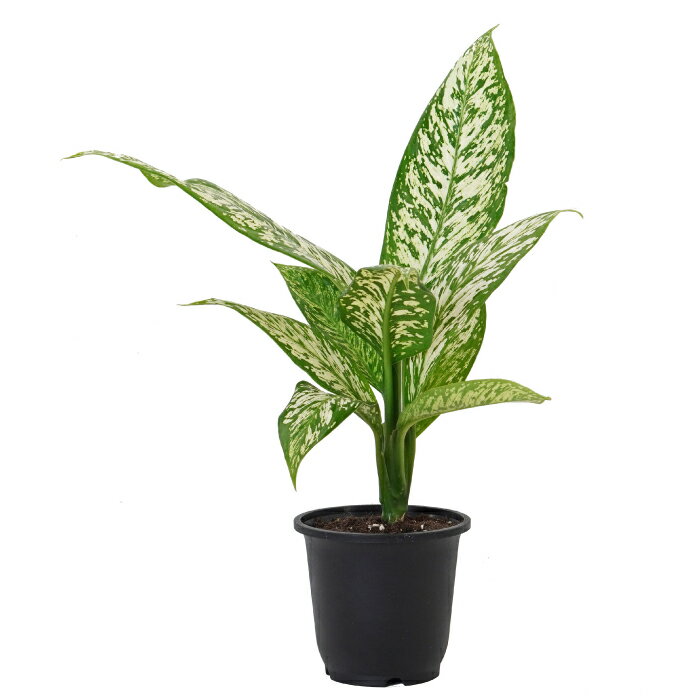 Sansevieria - ディフェンバキア ホワイトエトナ 5寸 レア 観葉植物 土植え