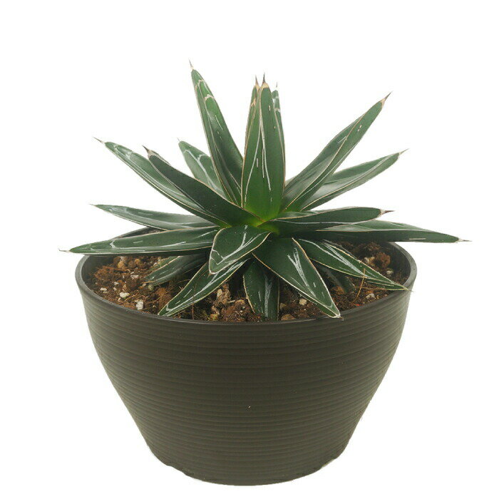 アガベ 笹の雪 6寸 観葉植物 土植えのサムネイル