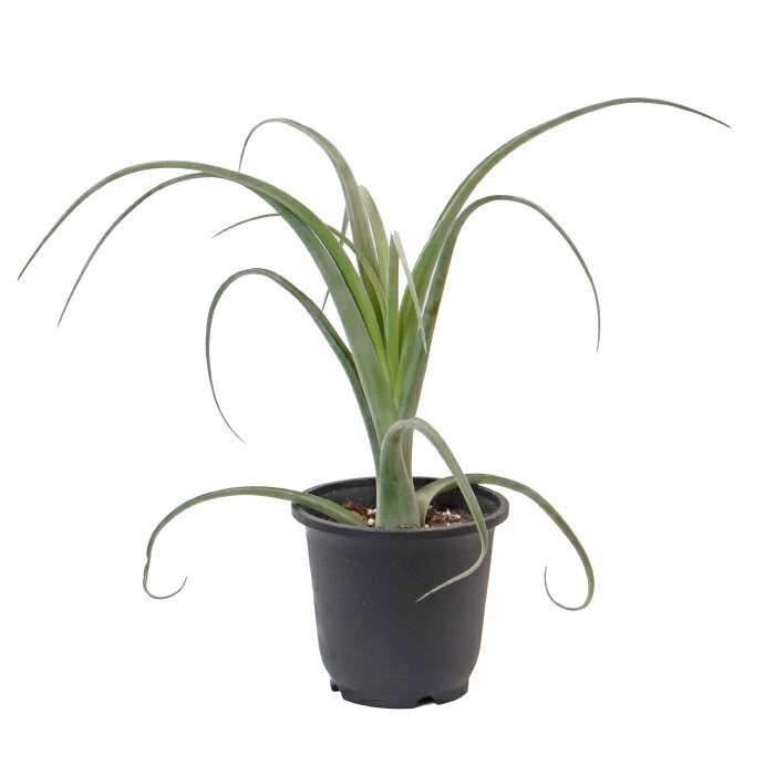チランジア カーリースリム 5寸 レア 観葉植物 土植え エアプランツのサムネイル