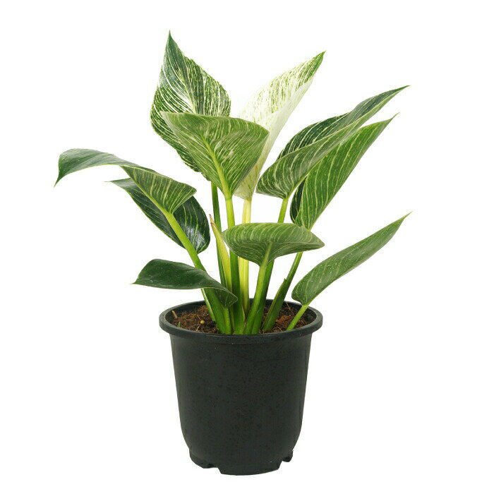 フィロデンドロン バーキン 5寸 レア 観葉植物 土植えのサムネイル