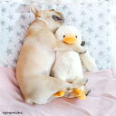 犬 噛む おもちゃ ぬいぐるみ 可愛い 丈夫 壊れない 安全 大型犬 小型犬 清潔 歯磨きドギーマン 誕生日 プレゼント テディ ゴールデンレトリバー