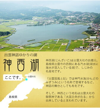 【送料無料】 島根県 神西湖産 大和しじみ 神の黒真珠 1kg 冷凍 産地直送 真空パック 砂抜き済み 大型 2パック 大粒 しじみ貝 冷凍しじみ しじみ 出雲市 神西湖【代引き・後払い不可】