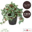 ★今夜20時〜4H全品5倍★【送料無料】 人工観葉植物 国産 ローレル 25cm 4号 光触媒 造花 フェイク フェイクグリーン 大型 光の楽園 観葉植物 観葉 植物 鉢 北欧 観葉植物 日本製 インテリアグリーン インテリア グリーン 枝 号 ローリエ 月桂樹【代引き・後払い不可】