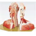 その他 頭部半截モデル／人体解剖模型 【19分解】 頭蓋冠取りはずし可 脳：8個分解可 J-116-0【代引不可】 ds-1877933