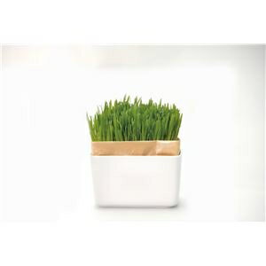 その他 (まとめ)猫草栽培キット にゃんベジセット N 【×3セット】【ペット用品】 ds-2219599