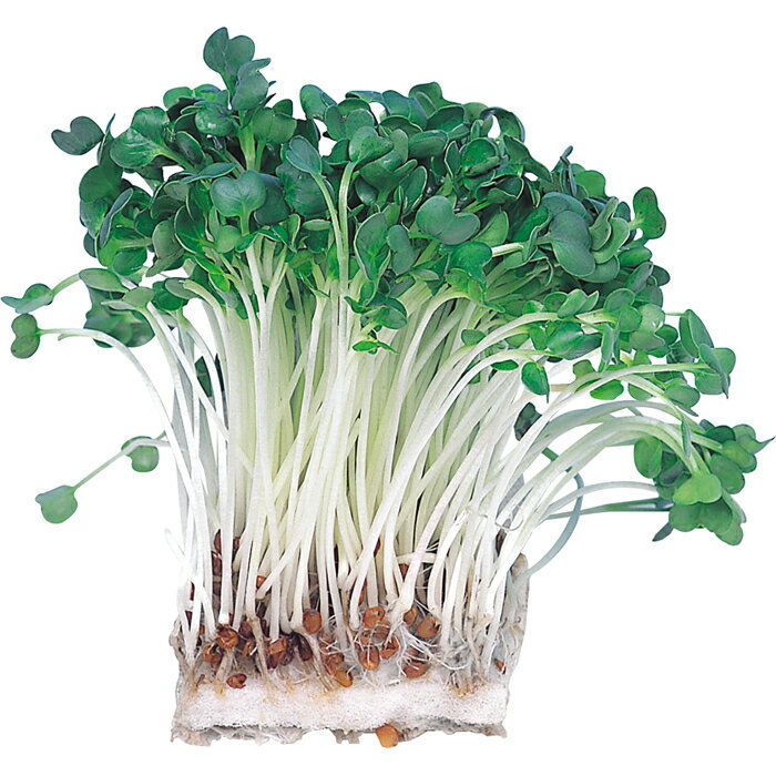 アーテック 水耕栽培ユニット カイワレダイコン ATC-102970 水耕栽培 スプラウト育成 マルチユニット ハーブ栽培 シンプルデザイン ホームガーデン グリーンライフ ナチュラル インテリアアイテム プラスチック製 ガーデニンググッズ 環境に優しい プレゼントに最適