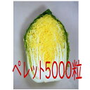 【入荷次第出荷】カネコ種苗 黄望峰65 白菜 ペレット5000粒