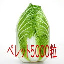 【入荷次第出荷】カネコ種苗 黄望峰90 白菜 ペレット5000粒