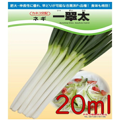 【入荷次第出荷】カネコ種苗　一翠太　葱　20ml