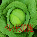 【入荷次第出荷】カネコ種苗 みねふく キャベツ ペレット5000粒