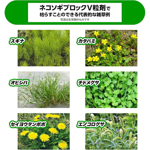 レインボー薬品　ネコソギブロックV粒剤　800g　20個セット
