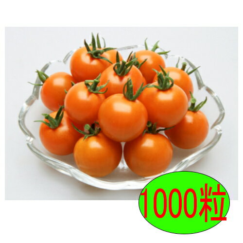 Seeds （Vegetables） - 【入荷次第出荷】カネコ種苗　オレンジパルフェ　1000粒