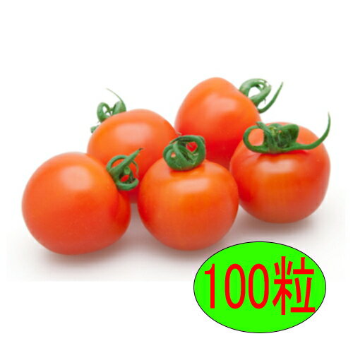 【入荷次第出荷】カネコ種苗　オレンジオーレ　100粒