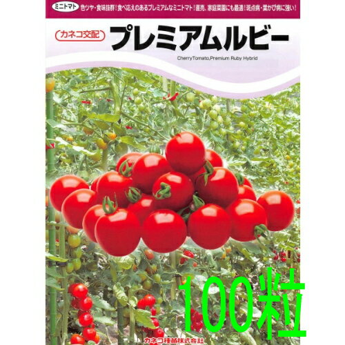【入荷次第出荷】カネコ種苗 プレミアムルビー トマト 100粒