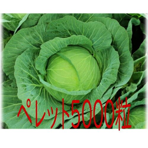 【入荷次第出荷】カネコ種苗　彩宝　キャベツ　ペレット5000粒