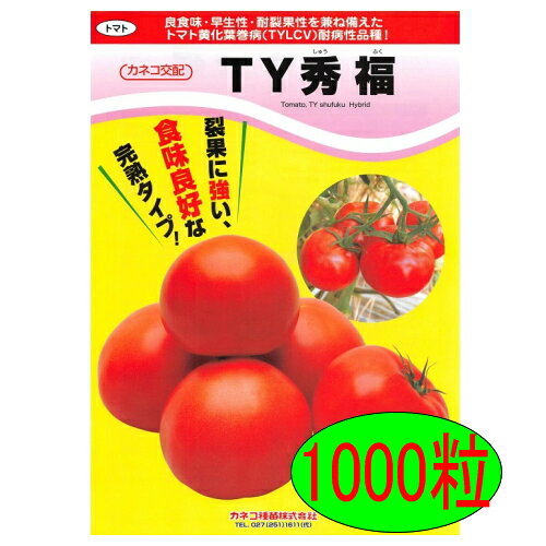 ※時期によっては出荷までにお時間を頂く場合がございます。又、季節もの、流動的な商品の為品切れの場合もございますので申し訳ございませんがその場合キャンセルさせていただきます。 ※メーカー出荷準備が整い次第、直送になりますので予めご了承ください。 ※直送品のため、他の商品と同梱、代引きはできかねます。 特性 ●トマト黄化葉巻病（TYLCV）のイスラエル・マイルド両系統に対し耐病性を有します。 ●平均1果重200g位、果実硬度、耐裂果性に優れ、食味も良好な完熟タイプの品種です。 ●生育期間を通じて早生性、着色性に優れ、草勢は中位で生育後半まで安定しており、節間やや長く管理しやすい草姿です。 ●TYLCVのほか、トマト黄化えそ病（TSWV）、葉かび病（ Cf-9）、ToMV（Tm-2）、萎凋病（レース1・2）、半身萎凋病 、サツマイモネコブセンチュウ、斑点病の各種病虫害に安定した耐病虫性を有します。 ●特に10段以下収穫の短期作型で能力を発揮します。 ※「TY秀福」のTYLCVに対する耐病性は体内でのウイルス増殖を抑えるタイプであり、感染を阻止するものではありません。コナジラミの無防除による高密度化や極端な高温は、耐病性品種であっても発病につながる恐れがあります。必要なコナジラミ防除は必ず行ってください。 栽培要点 ●初期の草勢を強めにする事が最重要ポイントです。若苗定植、早め多めの灌水、確実な摘果を行い、初期草勢を確保すると好結果に繋がります。 【その他ご提案品種】 ●果実肥大性と秀品性！葉かび病に強い 【入荷次第出荷】カネコ種苗　Cf優福　100粒 【入荷次第出荷】カネコ種苗　Cf優福　1000粒 ●トマト黄化えそ病（TSWV）抵抗性品種！ 【入荷次第出荷】カネコ種苗　SR彩福　100粒 【入荷次第出荷】カネコ種苗　SR彩福　1000粒 ●食味、肥大性に優れた葉かび病耐病性品種！ 【入荷次第出荷】カネコ種苗　耐病竜福　100粒 【入荷次第出荷】カネコ種苗　耐病竜福　1000粒 ●美しい色あがり！萎凋病、葉かび病に強い！ 【入荷次第出荷】カネコ種苗　いちふく　トマト　1000粒