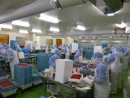 たらこタラコたらこ業務用切子たっぷり2kg北海道古平からお届け訳ありお試しイタリアレストランにも納入プロも認める味です送料無料