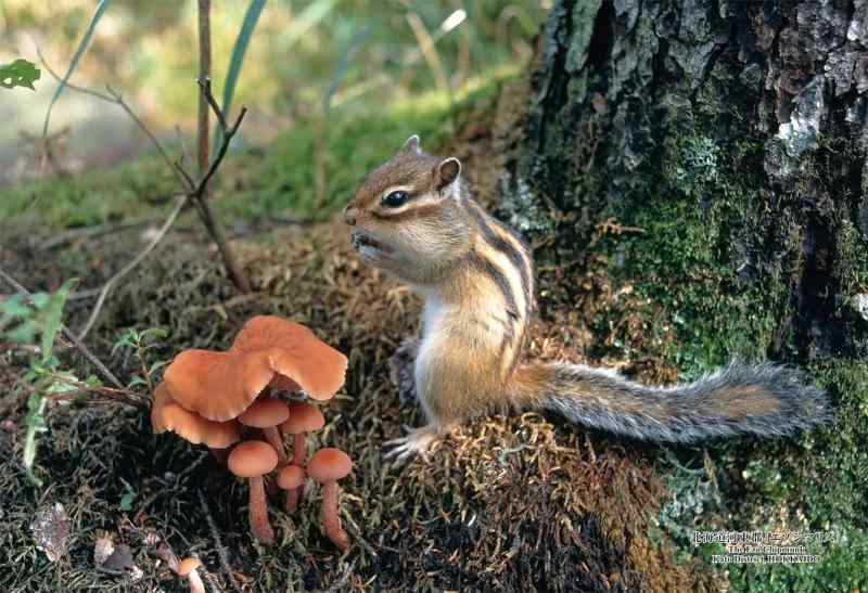 キューティーズ(Cuties) 【日本製】 300ピース ジグソーパズル 日本の都市83 北海道河東郡「エゾシマリス」 (26x38cm) 300-439 のり付き スポンジ付き