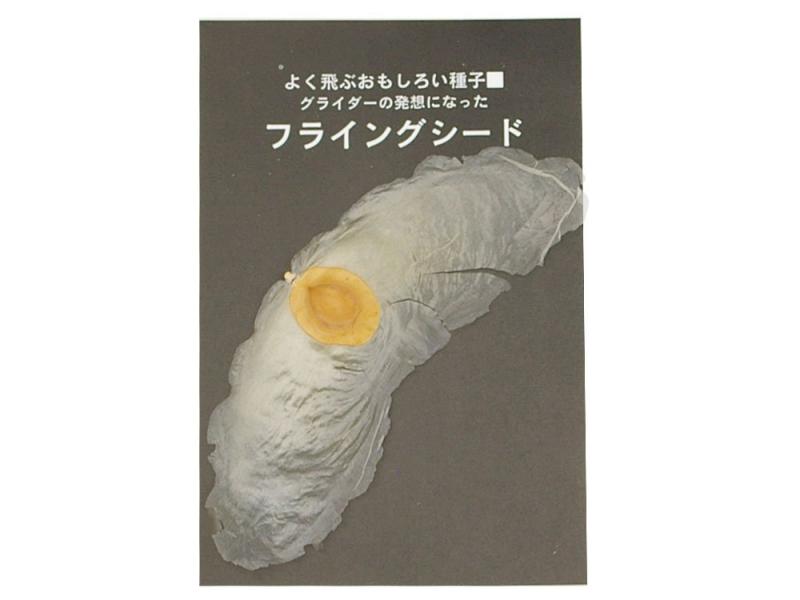 アルソミトラの種(フライングシード)2枚