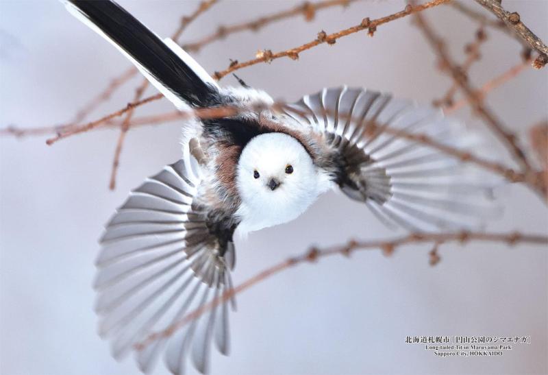 キューティーズ(Cuties) 【日本製】 300ピース ジグソーパズル 日本の都市68 北海道札幌市「円山公園のシマエナガ」 (26x38cm) 300-424 のり付き スポンジ付き