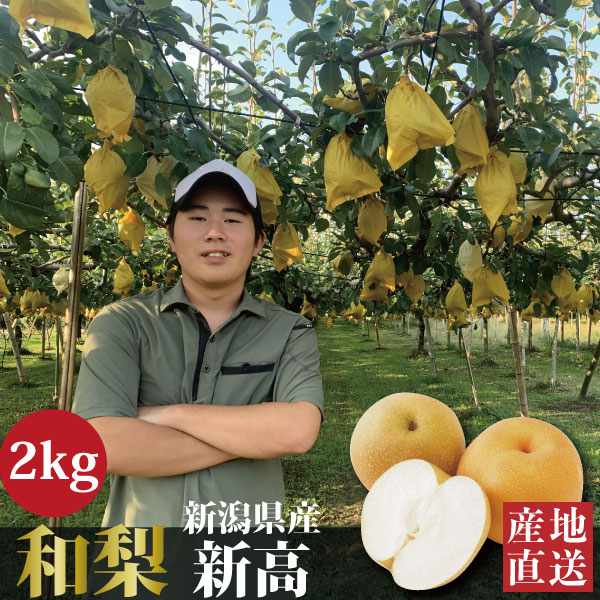 生産年 令和6年 生産地 新潟県加茂市山島 品種 和梨 新高 賞味期限 到着後早めに 内容量 約2kg(3〜5大玉) 生産者 青柳駿斗 出荷 10月上旬からご予約順 熨斗対応 無料(備考欄へ記入) 【生産者より】 当園で栽培される和梨は越後平野を流れる信濃川の豊富な水と肥沃な土壌で果物作りに最も適した環境の中で育てられております。幸水、豊水よりサイズは大きめです。瑞々しく味は酸味が少なく糖度が高く口当たりも上品で人気のある品種です。 ▼他サイズでも販売中!!▼ 新高 2kg/2,800円(税込) 新高 3kg/3,800円(税込) 新高 5kg/5,500円(税込)