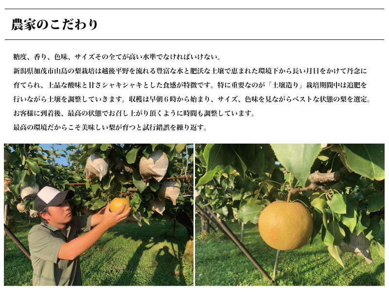 【予約受付中】和梨 幸水 新潟県産 5kg (9〜16玉) 生産者・やまきん果樹園 お中元 ...