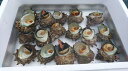 【佐渡産】天然 活サザエ 新潟 2kg(約14~20個) 活きたまま出荷 バーベキュー 刺身 壺焼き