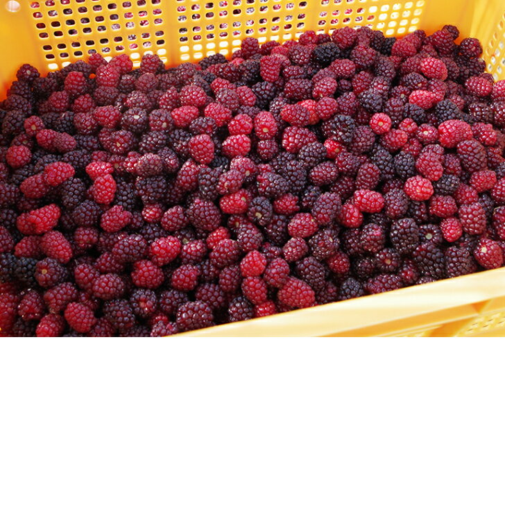 �ܥ�����٥꡼���ż򡡥Υ󥢥륳���롡500ml��6�ܥ��åȡ���¼��¤���Ə�̵ź�á������Ի��ѡ����㻺