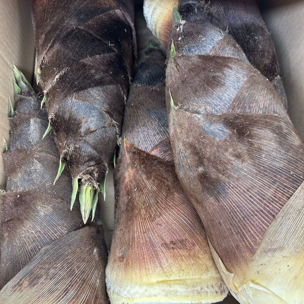 Rakuten - 新潟　栃尾産　筍　5kg　朝獲れ　たけのこ　タケノコ　新鮮　詰め合わせ　早いもの勝ち