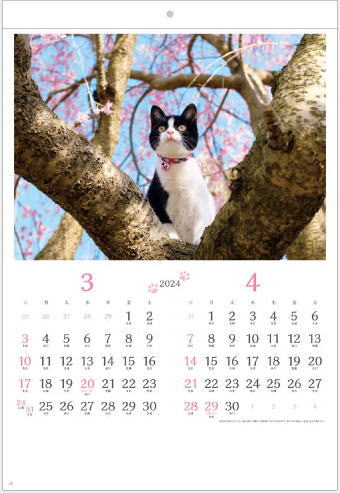 カレンダー 2024 壁掛け　猫 2か月　猫さんぽ 令和6年 コンパクトサイズ　カレンダー　小