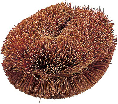 TRUSCO　ナチュラルブラシ「いがぐり君」170mm TWL [176-9766] 【オフィス雑貨用品】[TW-L]