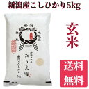 【玄米】新米 令和5年産 新潟産コシヒカリ 5kg 送料無料 コシヒカリ/こしひかり 米/コメ/こめ ギフト/プレゼント/贈り物 ブランド米 産地直送/直送