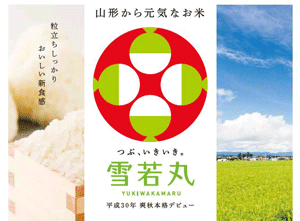 分つき米 玄米7分づき 5分づき 米 10kg(5kg×2) 雪若丸 山形県産 出荷日精米 送料無料 お米 令和7年産