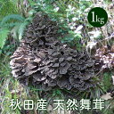 天然舞茸1kg【ご予約受付中！9月発送】秋田産 採れたての天然マイタケを直送します