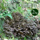 天然舞茸2kg 【ご予約受付中!10月発送】秋田産 採れたての天然マイタケを直送します