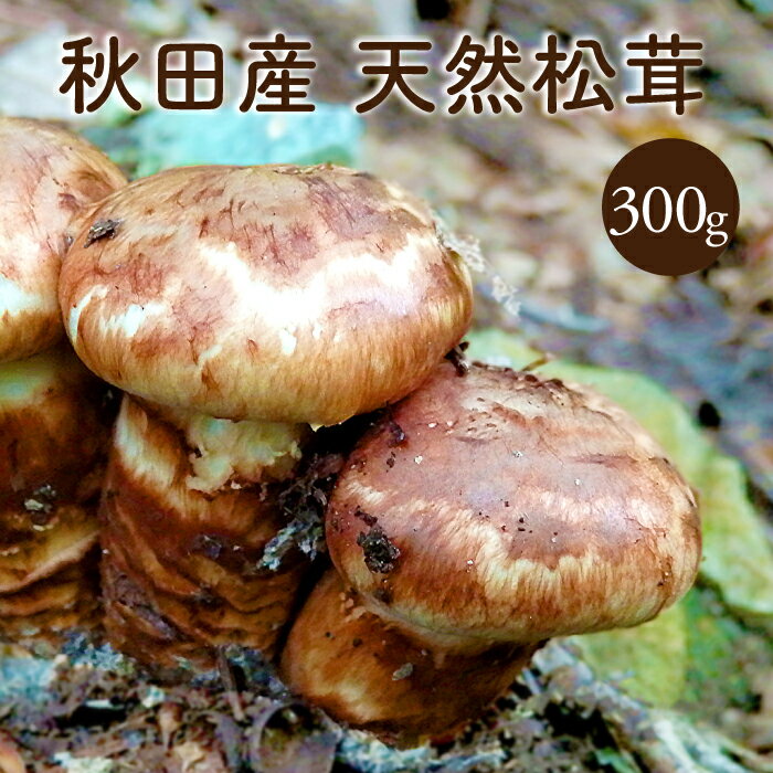 天然松茸300g【ご予約受付中10月発送】秋田産 クール便にて直送 国産 マツタケまつたけ 産直 天然きのこ