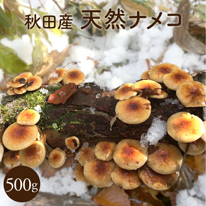 天然なめこ500g【ご予約受付中11月発送開始】秋田産 採れたて天然ナメコをクール便にて直送