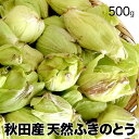 天然ふきのとう500g【2020年ご予約承り中 3月出荷】 秋田産 採りたてをクール便にて発送 フキノトウ ばっけ 天然山菜 お取寄せ 山の幸 ばっけ味噌ふき味噌 フキ味噌 無農薬 オーガニック 自然食