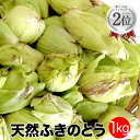 天然ふきのとう1kg【2020年ご予約承り中 3月出荷】秋田産 採りたてをクール便にて発送 フキノトウ ばっけ 天然山菜 お取寄せ 山の幸 ばっけ味噌